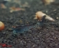 Preview: Rote Tiger OE Blue Body